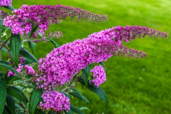Cost of Butterfly Bush Removal in Oceanside
