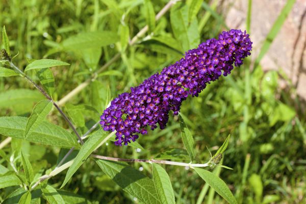 Cost of Butterfly Bush Pruning in Oceanside