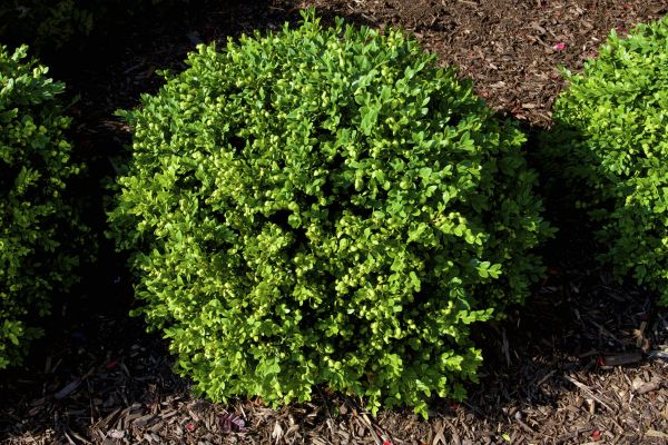 Cost of Boxwood Removal in Oceanside