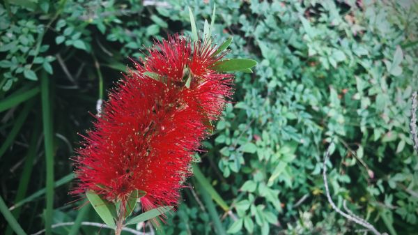 Cost of Bottlebrush Pruning in Oceanside