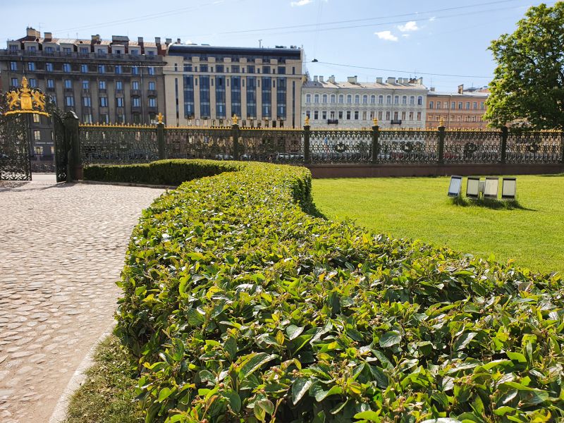 Lush Shrubs in a Residential Yard
